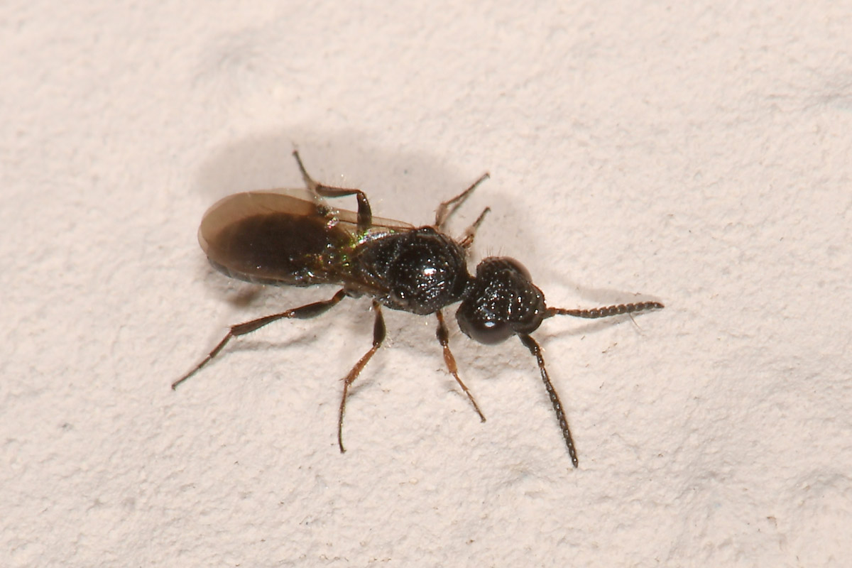 Scelionidae: Sparasion sp?